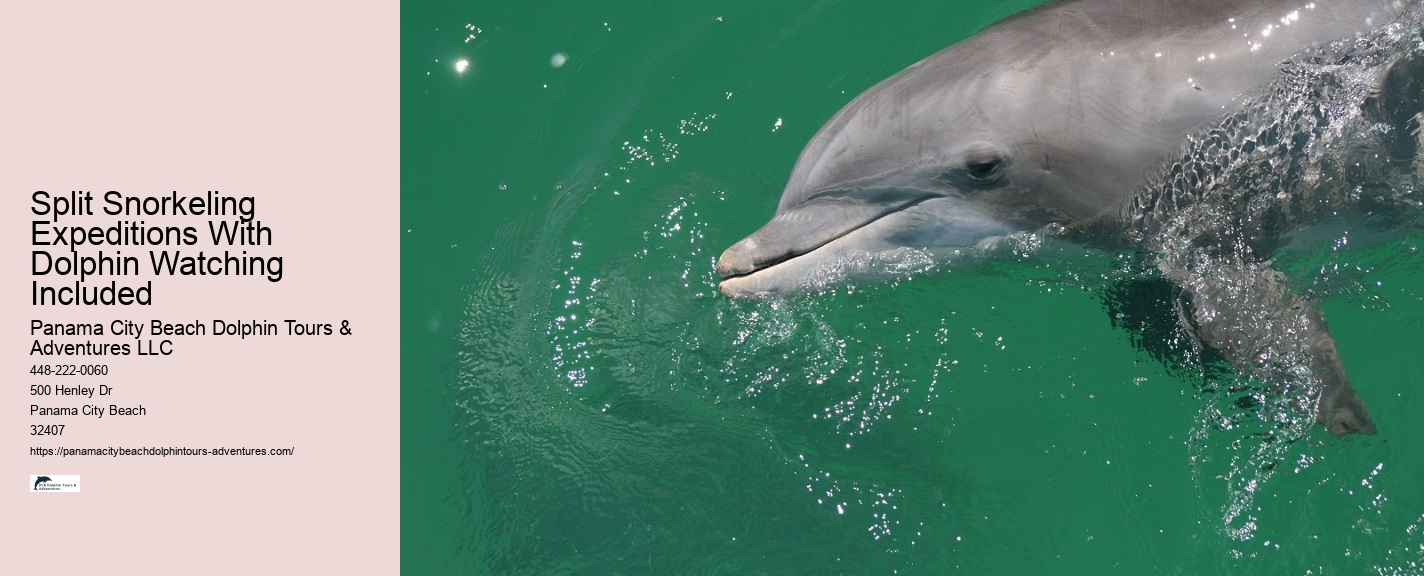 Dolphin Discovery Tours PCB