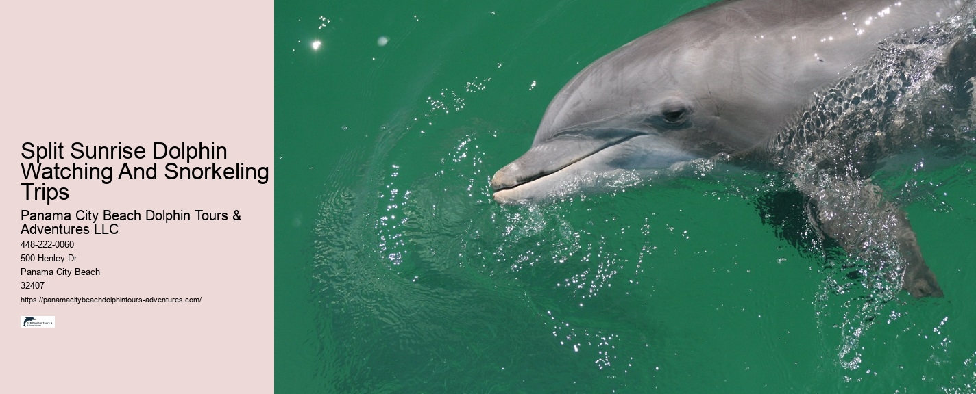What To Do If A Dolphin Approaches You