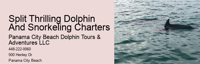 Dolphin adventures in Panama City Beach