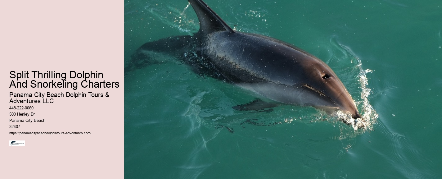 Split Snorkeling Expeditions With Dolphin Watching Included