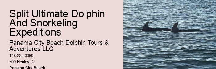 Dolphin Adventure Excursions in PCB