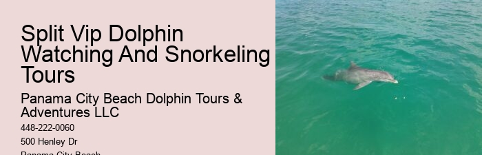 Intimate Dolphin Swim and Snorkeling