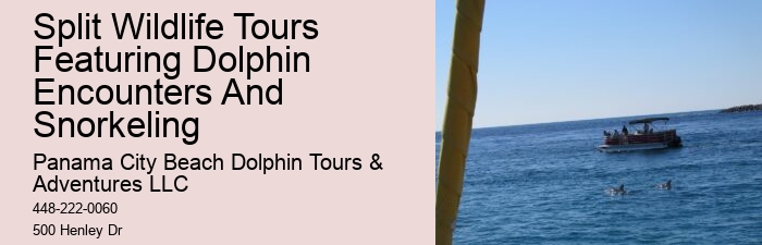 Appreciating Dolphins