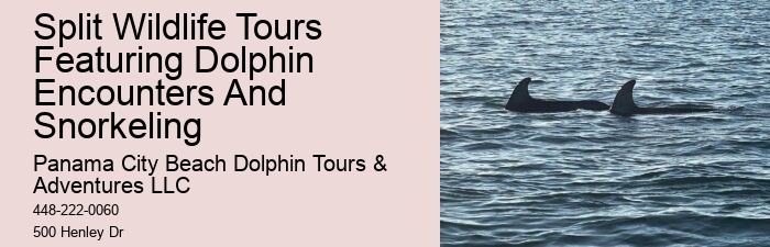 Dolphin spotting tours in Panama City Beach