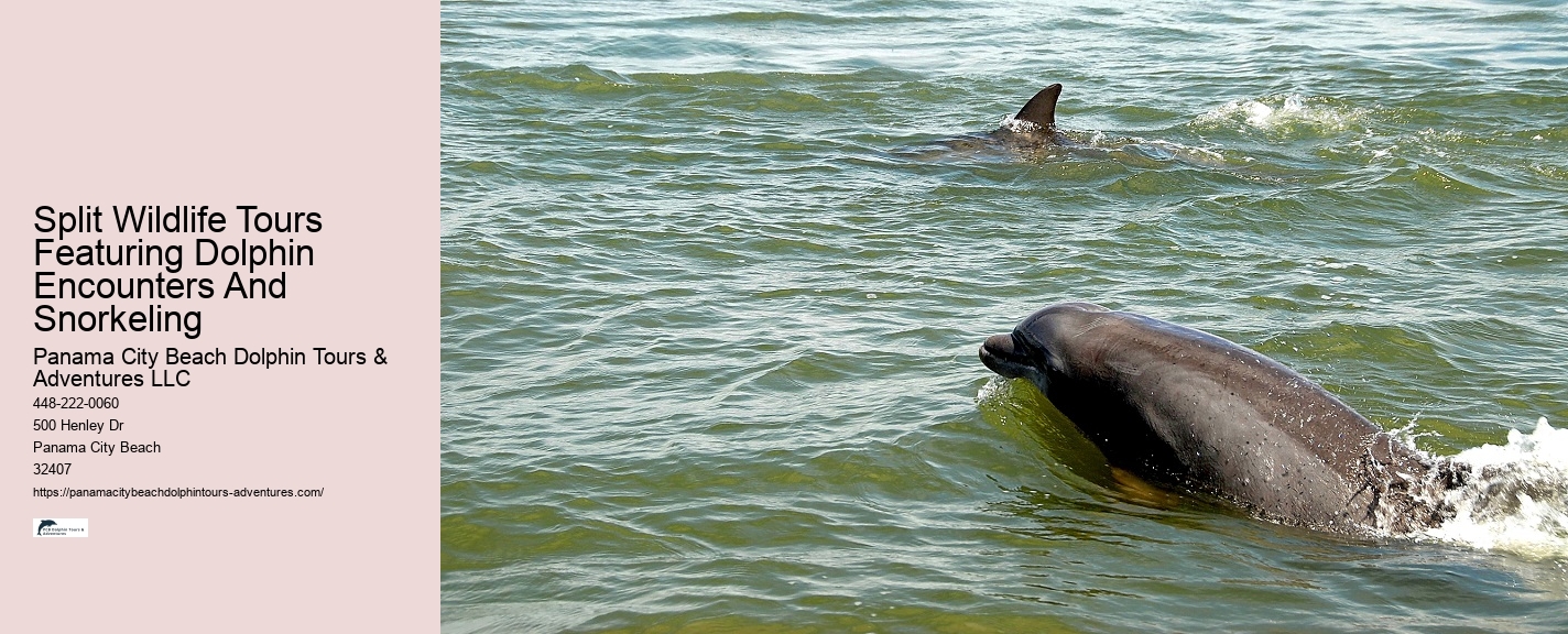 Shell Island Trips & Dolphin Tours