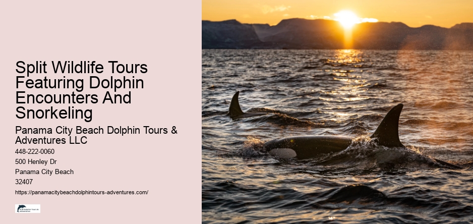 Split Wildlife Tours Featuring Dolphin Encounters And Snorkeling