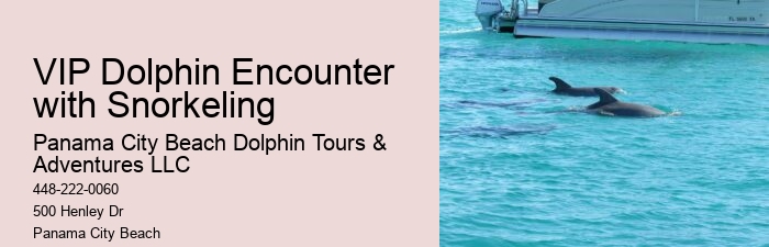 Split Small-group Guided Dolphin And Snorkeling Tours