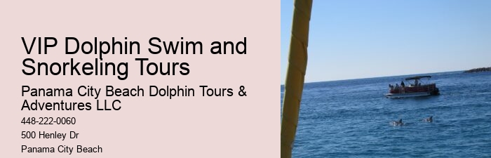 Elite Dolphin Spotting with Snorkeling